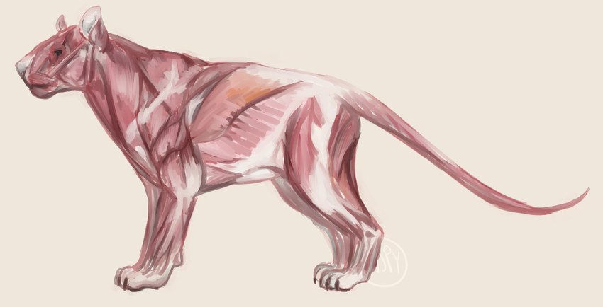 ambiguous_gender claws digitigrade exposed_muscle feral grey_background paws pink_body side_view simple_background skinless snout solo standing tail white_inner_ear jaspering felid lion mammal pantherine 2017 digital_media_(artwork) digital_painting_(artwork) full-length_portrait paint_tool_sai_(artwork) painting_(artwork) portrait watermark