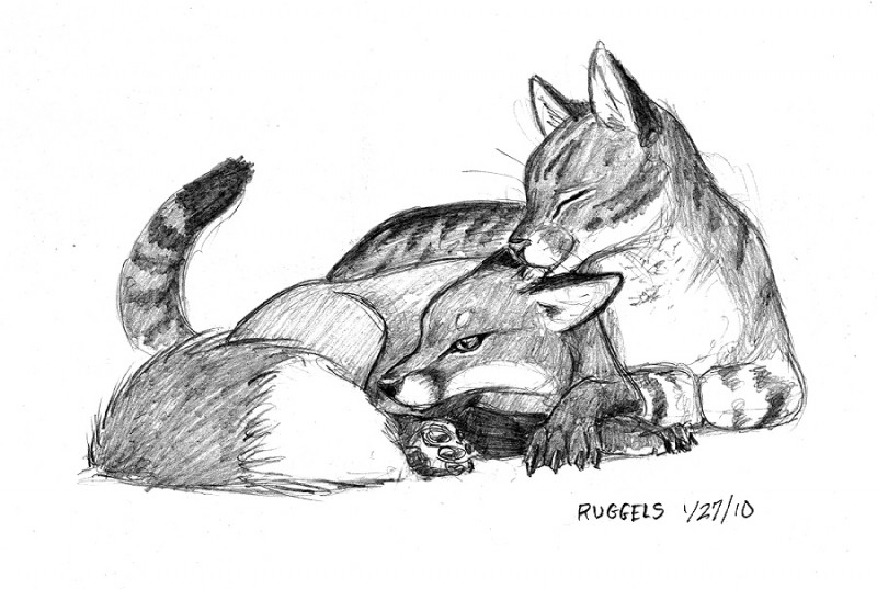 ambiguous_gender duo feral romantic romantic_couple simple_background tail scott_ruggels canid canine domestic_cat felid feline felis fox mackerel_tabby mammal tabby_cat 2010 graphite_(artwork) greyscale monochrome traditional_media_(artwork)