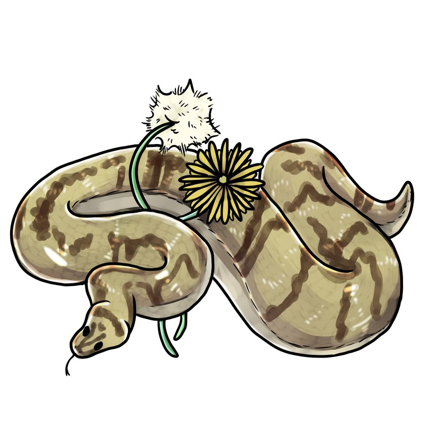 ambiguous_gender brown_markings dandelion feral flower markings plant scales simple_background solo tan_body tan_scales tongue tongue_out white_background manitka ball_python python python_(genus) reptile scalie snake 1:1 2022 digital_media_(artwork) hi_res