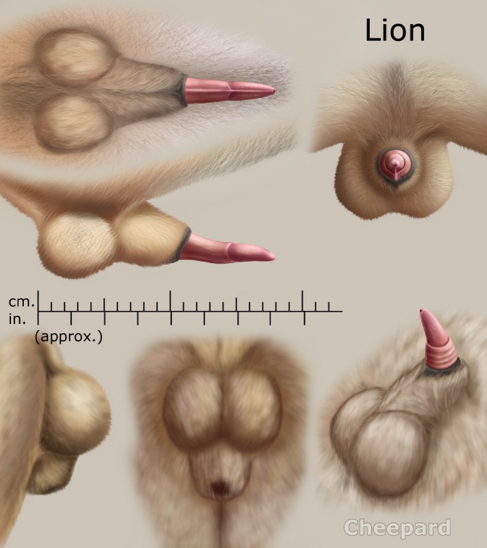 anatomically_correct anatomically_correct_genitalia anatomically_correct_penis anatomy anatomy_reference animal_genitalia animal_penis balls erection feline_genitalia feline_penis feral flaccid fully_sheathed genital_shot genitals male penile_spines penis penis_sheet penis_shot penis_tip pink_penis reference_guide sheath solo cheepard felid lion mammal pantherine biological_illustration hi_res model_sheet technical_illustration