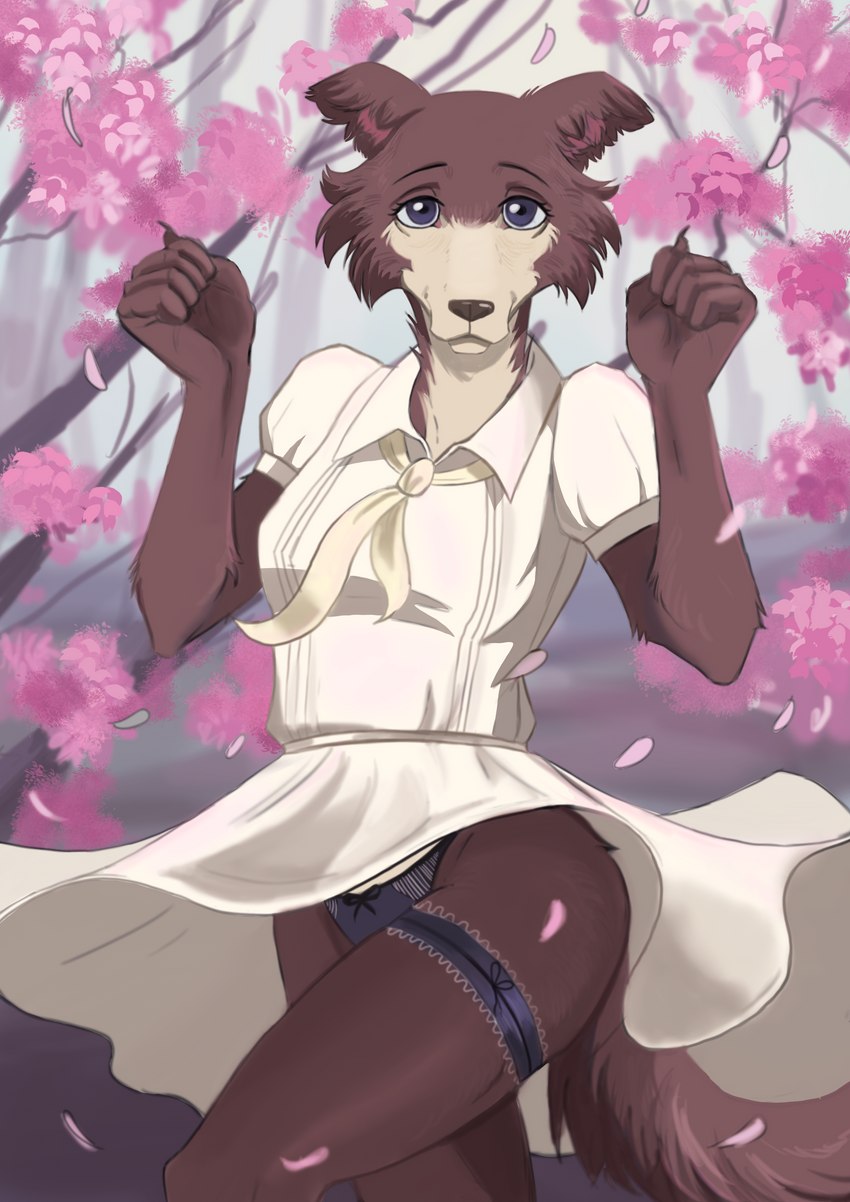 accessory brown_body brown_fur cherry_blossom clothed clothing female flower fur garter looking_at_viewer outside panties petals plant provocative prunus_(flower) purple_eyes solo suggestive tree underwear upskirt chlorine_artworks beastars juno_(beastars) canid canine canis mammal wolf absurd_res hi_res