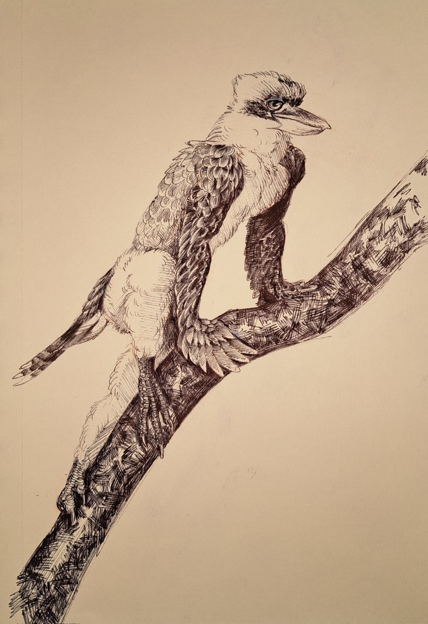 anthro beak feathers looking_at_viewer male nude outside public simple_background solo wings momamo avian bird coraciiform kingfisher kookaburra 2022 hi_res traditional_media_(artwork)