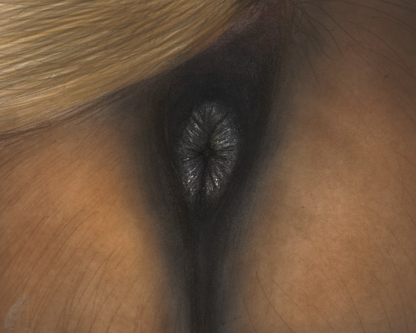 anatomically_correct anatomically_correct_anus anus black_anus butt butt_shot close-up equine_anus faceless_character feces feral fur male orifice puffy_anus realistic_feral solo darkmare equid equine horse mammal 5:4