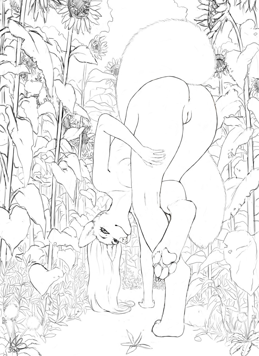 4_toes anthro anus bent_over breasts claws dandelion digitigrade feet female flower garden genitals hair hindpaw long_hair nipples nude outside pawpads paws plant pussy soles solo sunflower toes notdonebaking mindy canid canine fox mammal 2020 hi_res line_art