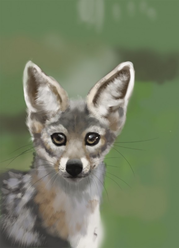 ambiguous_gender feral fur looking_at_viewer outside simple_background solo whiskers julicat canid canine fox mammal digital_media_(artwork) digital_painting_(artwork) hi_res portrait traced