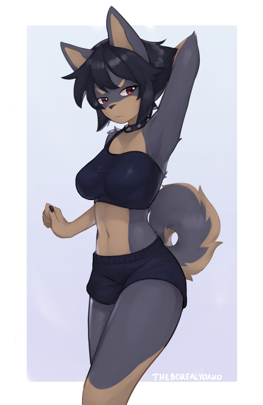 anthro black_hair breasts clothed clothing collar female fur hair hand_behind_head multicolored_body multicolored_fur navel simple_background solo spiked_collar spikes two_tone_body two_tone_fur yoako gum_dung_(titania) canid canine canis domestic_dog korean_jindo mammal spitz hi_res