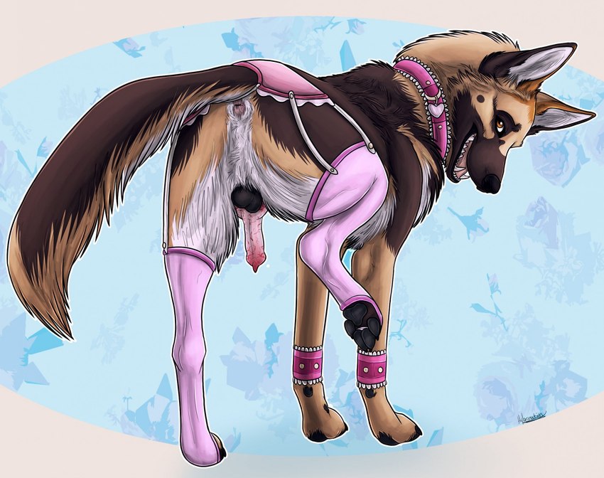 4_toes anatomically_correct anatomically_correct_genitalia anatomically_correct_penis animal_genitalia animal_penis anus backsack balls brown_body brown_fur buckled_collar butt canine_genitalia canine_penis claws clothed clothed_feral clothing collar crossdressing erection feet femboy feral fur garter_straps genitals knot legwear lingerie lingerie_on_feral looking_at_viewer looking_back looking_back_at_viewer male one_leg_up pawpads paws penis perineum pink_clothing presenting presenting_hindquarters raised_leg sharp_teeth smile solo stockings teeth toe_claws toes uneven_balls hybernation north_shepherd canid canine canis domestic_dog german_shepherd herding_dog mammal pastoral_dog hi_res