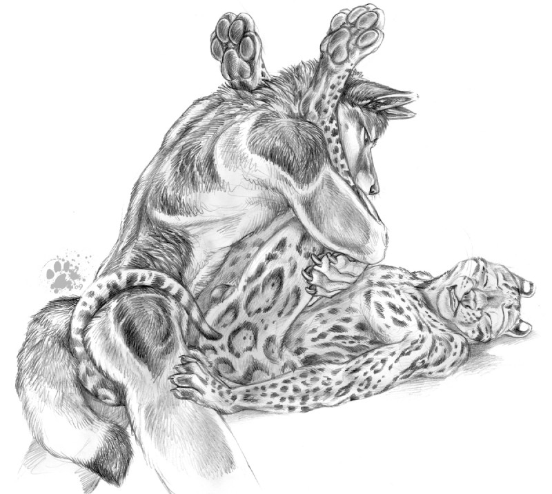 anal anal_penetration anthro balls duo fur genitals interspecies male male/male male_penetrated male_penetrating male_penetrating_male nude pawpads paws penetration rough_sex sex tail wince blotch canid canine felid feline leopardus mammal margay ocelot graphite_(artwork) greyscale monochrome traditional_media_(artwork)