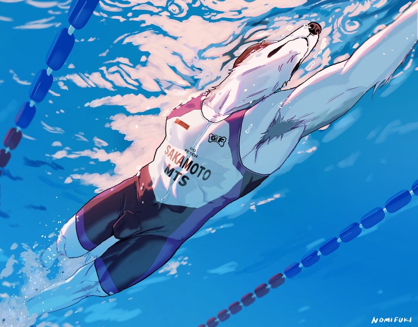 abs anthro armpit_hair athletic athletic_anthro athletic_male body_hair bulge clothing fur male pecs solo swimming swimming_pool swimwear water white_body white_fur nomifuki long_boi_(nomifuki) borzoi canid canine canis domestic_dog hunting_dog mammal sighthound 2024 hi_res