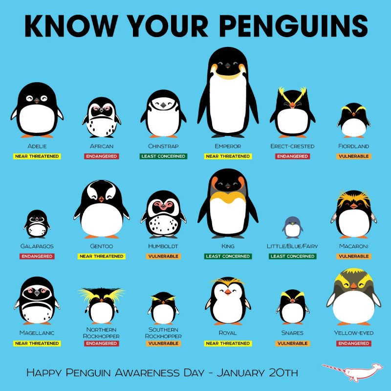 penguin awareness day created by antarcticreport