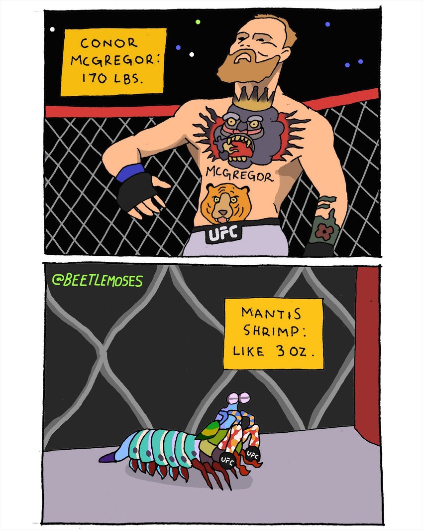 beard clothing duo facial_hair feral fighting_ring fingerless_gloves gloves handwear humor male tattoo two_panel_image beetlemoses ufc conor_mcgregor arthropod crustacean human malacostracan mammal mantis_shrimp marine shrimp 4:5 comic hi_res