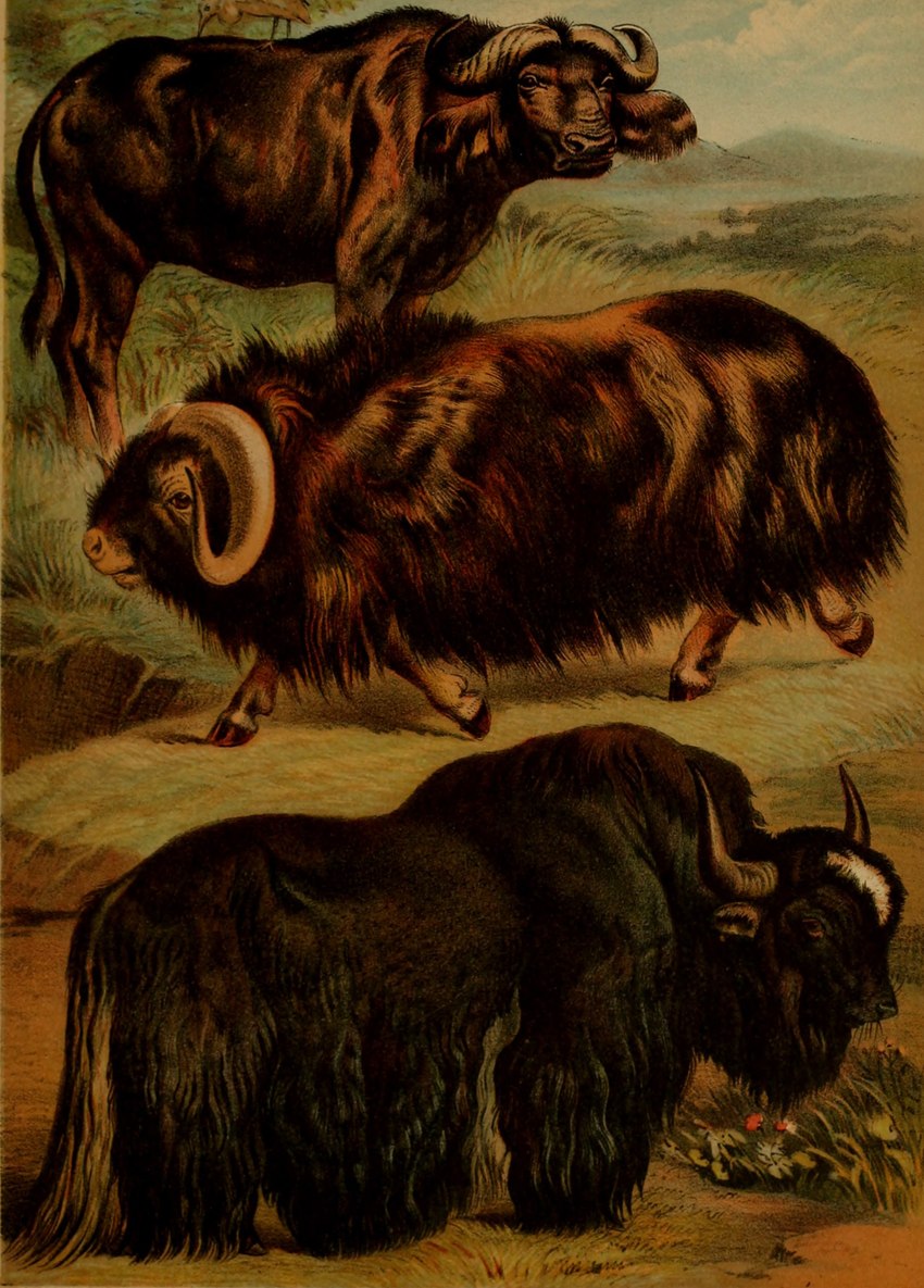 ambiguous_gender brown_body brown_fur feral fur group hooves horn plant quadruped tail tail_tuft trio_focus tuft hugh_craig public_domain avian bird bovid bovine cape_buffalo caprine mammal muskox yak 1897 19th_century absurd_res ancient_art hi_res traditional_media_(artwork)