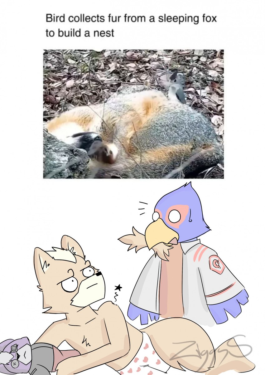 anthro caught_in_the_act duo fur humor male nest photo sleeping text toony worried ziggy_s nintendo star_fox falco_lombardi fox_mccloud avian bird canid canine falcon falconid fox mammal english_text hi_res meme photography_(artwork)