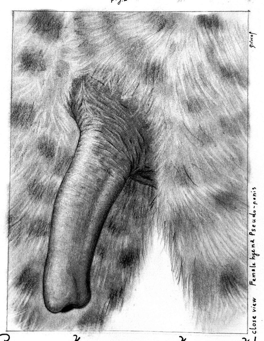 anatomically_correct anatomically_correct_genitalia anatomically_correct_pussy anatomy animal_genitalia anthro black_body black_skin close-up detailed_pussy erection female fur genital_close-up genitals hyaenid_pussy light_body light_fur markings pseudo-penis pussy pussy_close-up realistic_shading solo spots spotted_body spotted_fur text wrinkles silvcos hyena mammal absurd_res biological_illustration graphite_(artwork) hi_res monochrome pencil_(artwork) shaded technical_illustration traditional_media_(artwork)