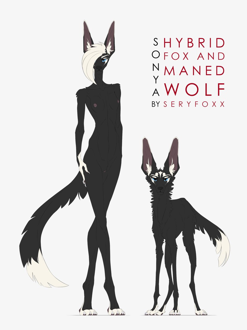 5_fingers anthro black_body black_fur blue_eyes claws female feral finger_claws fingers fur genitals hair humanoid_hands medium_hair nude nude_anthro nude_female pussy simple_background standing tail white_background white_hair seryfoxx canid canine fox mammal maned_wolf 2019 3:4 absurd_res hi_res