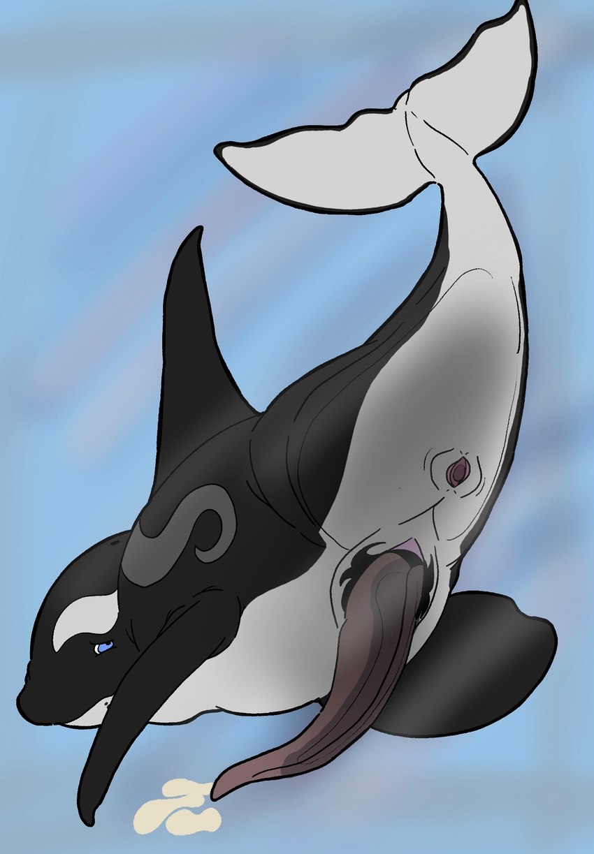 animal_genitalia animal_penis anus blue_eyes bodily_fluids butt cetacean_genitalia cetacean_penis cum cumshot ejaculation erection feral gaping gaping_anus genital_fluids genitals glass male penis presenting presenting_hindquarters solo tapering_penis underwater water wyrmling_(artist) eclipse_(orca621) cetacean dolphin killerwhale mammal marine oceanic_dolphin orca toothed_whale whale hi_res