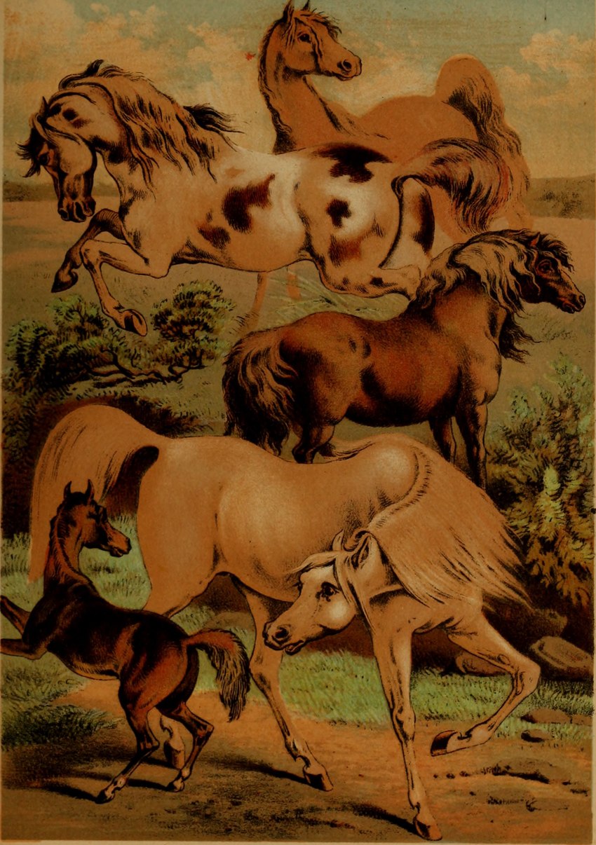 ambiguous_gender anus equine_anus feral group hooves mane plant quadruped tail young young_feral hugh_craig public_domain arabian_horse equid equine horse mammal pony shetland_pony 1897 19th_century absurd_res ancient_art hi_res traditional_media_(artwork)