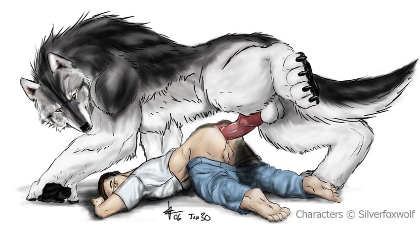 anal anal_penetration balls bestiality duo feral genitals knot larger_male male male/male penetration penis size_difference rwolf silverfoxwolf canid canine canis human mammal wolf