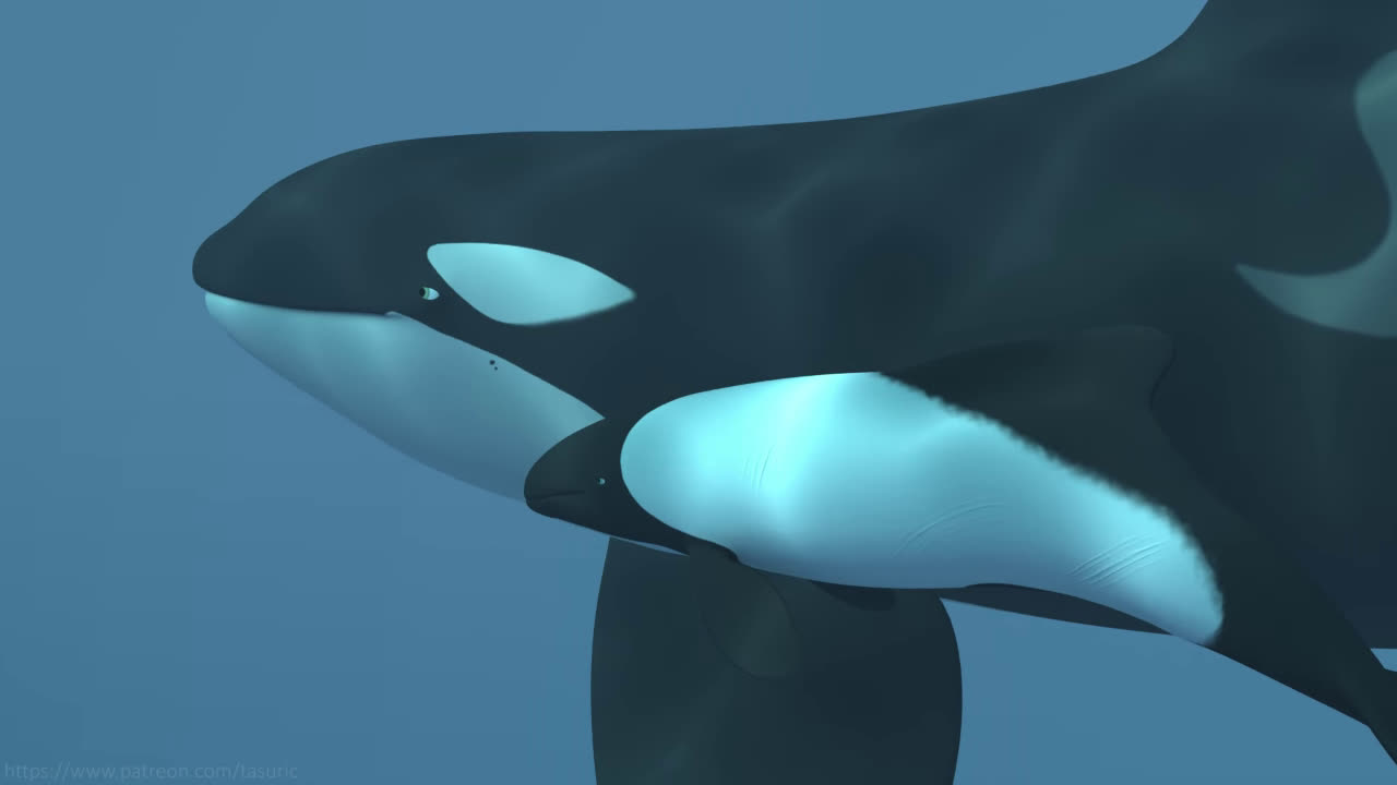 Orca pussy
