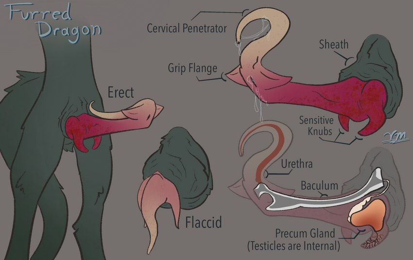 animal_genitalia anthro baculum bodily_fluids bone curved_penis diagram dripping erection flaccid fur genital_fluids genitals gradient internal internal_testicles knot label leaking_precum male nubbed_penis penis precum precum_drip precum_on_penis retracted_penis retracted_sheath sheath solo standing tail text unusual_anatomy unusual_genitalia unusual_penis urethra xray_view vike_mike mythology dragon furred_dragon furred_scalie mythological_creature mythological_scalie scalie absurd_res digital_media_(artwork) english_text hi_res shaded simple_shading