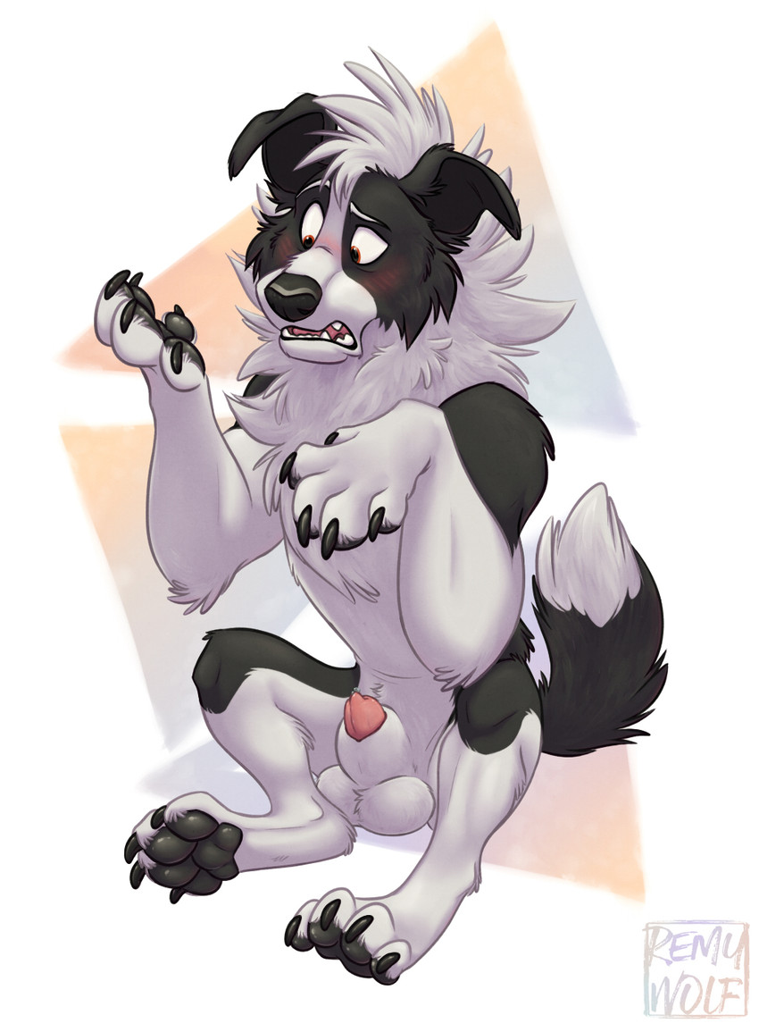 after_transformation animal_genitalia animal_penis anthro balls black_body black_fur blush canine_genitalia canine_penis floppy_ears fur genitals male nude penis penis_tip sheath simple_background solo white_body white_fur remywolf mythology rex_collie border_collie canid canine canis collie domestic_dog herding_dog mammal mythological_canine mythological_creature pastoral_dog sheepdog werecanid werecanine werecreature werewolf 2021 digital_media_(artwork) hi_res