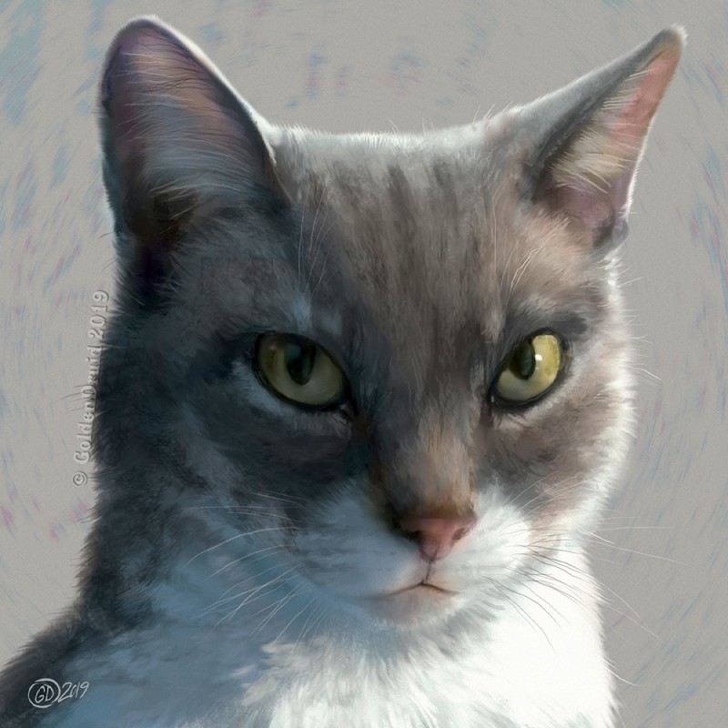 ambiguous_gender feral fur grey_body grey_fur photorealism pink_nose solo whiskers white_body white_fur yellow_eyes goldendruid domestic_cat felid feline felis mammal 1:1 2019 digital_media_(artwork) headshot_portrait icon portrait