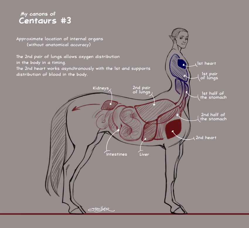 anatomy anatomy_reference grey_background humanoid_pointy_ears internal_organs male simple_background smile smiling_at_viewer solo text lucasestellar european_mythology greek_mythology mythology centaur equid equid_taur humanoid_taur mammal mammal_taur taur 2024 english_text greyscale hi_res model_sheet monochrome signature