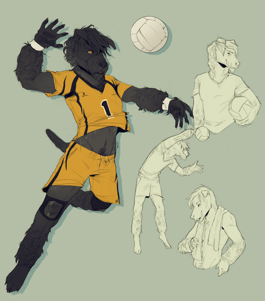 anthro black_body black_fur bottomwear clothed clothing fully_clothed fur grey_body grey_fur knee_pads male midriff nails pawpads shorts solo sport sportswear volleyball wristband yellow_eyes thrushes keagan_(cavendish) canid canine canis domestic_dog hunting_dog mammal terrier