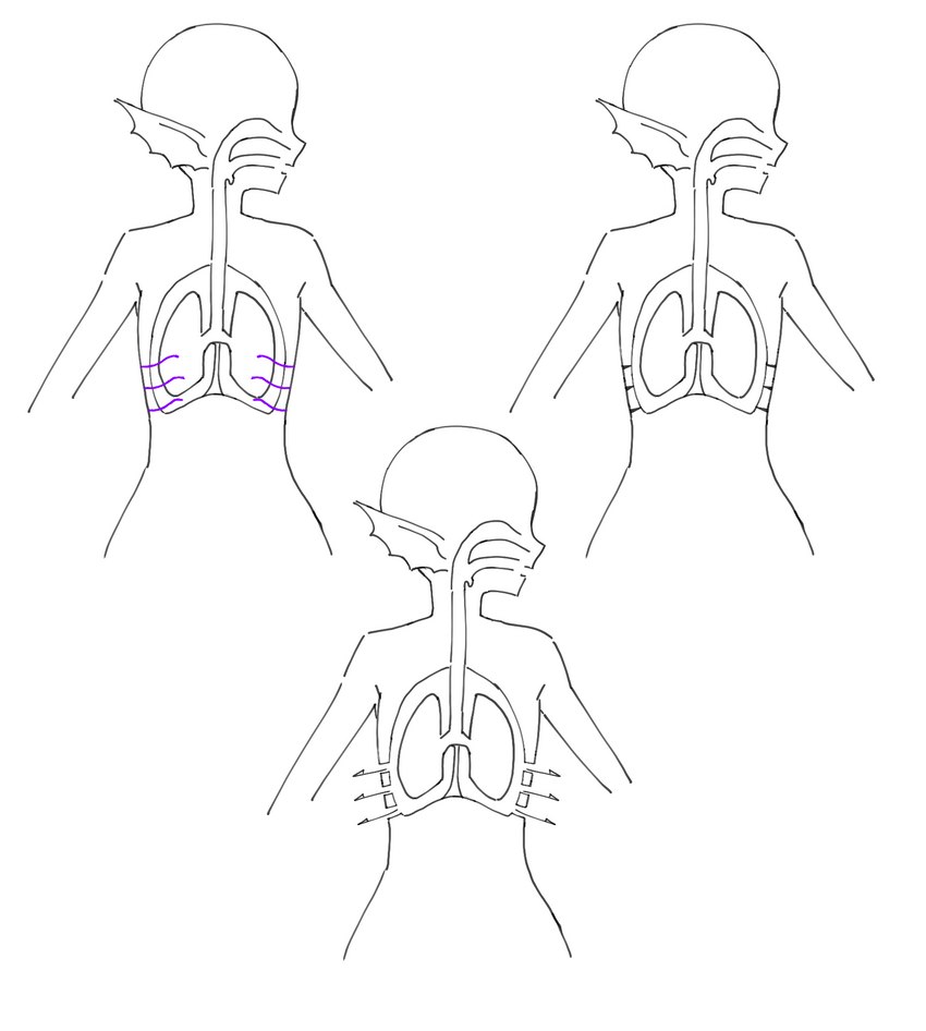 ambiguous_gender anatomy breathing diagram ear_fins female fin gills humanoid_pointy_ears lung organs solo split_form madiblitz macross kaname_buccaneer humanoid marine merfolk hi_res model_sheet