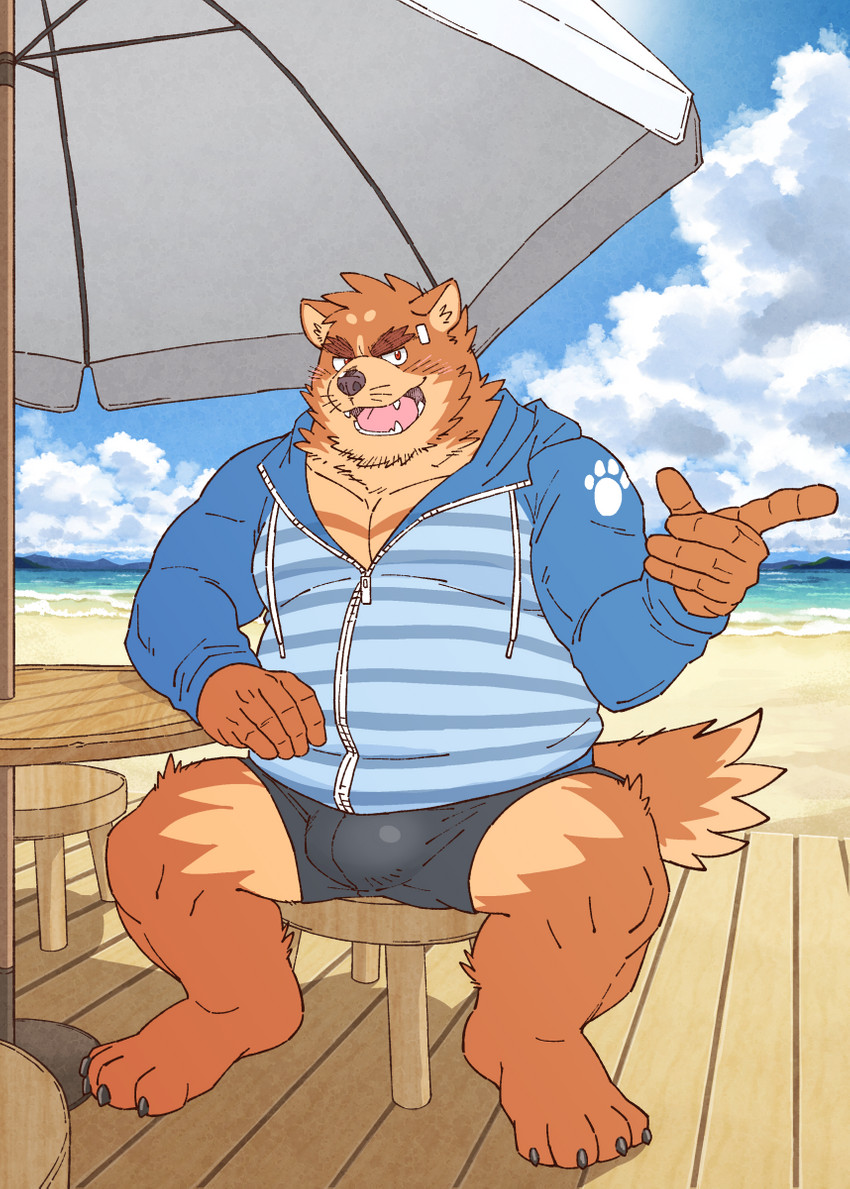 4_toes anthro barefoot beach bottomwear brown_body brown_fur clothing detailed_background feet footwear fur hoodie kemono male musclegut muscular muscular_male outside overweight overweight_anthro overweight_male seaside shorts sitting solo toes topwear water ryuta-h canid canine mammal hi_res