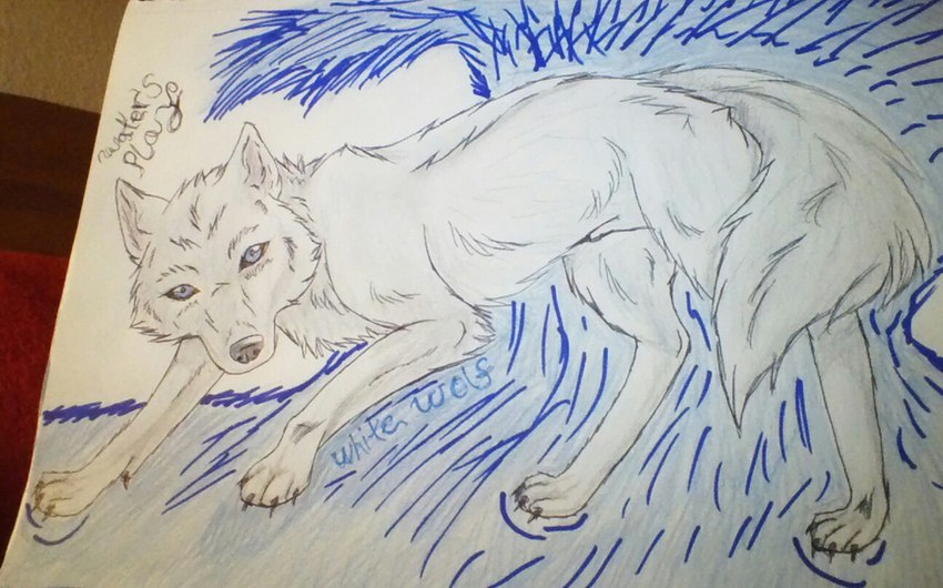 ambiguous_gender blue_eyes feral fur solo water white_body white_fur darkwolfoffire whitewolf canid canine canis mammal wolf grandfathered_content graphite_(artwork) marker_(artwork) traditional_media_(artwork)