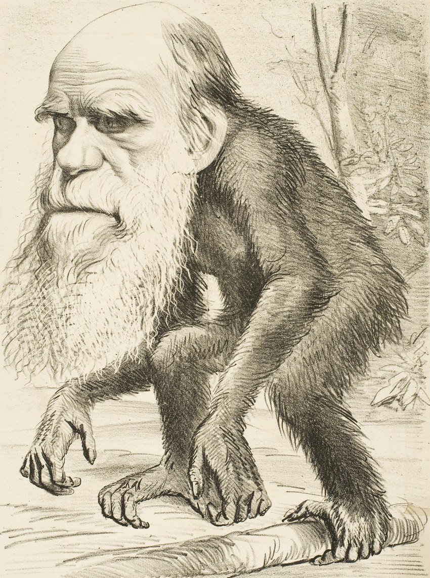 bald beard big_nose caricature eyebrows facial_hair fur humanoid_face male mockery nude solo standing thick_eyebrows unknown_artist charles_darwin ape haplorhine humanoid hybrid mammal monkey primate 1871 19th_century absurd_res ancient_art full-length_portrait hi_res monochrome portrait