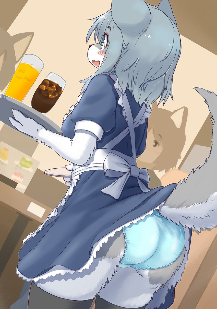 anthro beverage blue_clothing blue_panties blue_underwear blush breasts butt clothed clothing clothing_lift countershading dress dress_lift female female_anthro fingers footwear fur green_eyes grey_body grey_fur group hair inconvenient_tail kemono legwear maid_uniform multicolored_body multicolored_fur open_mouth panties raised_tail snout solo_focus standing tail tail_under_skirt tail_upskirt thigh_highs tray trio tuft two_tone_body two_tone_fur underwear uniform upskirt white_body white_fur koorinezumi canid canine canis mammal wolf 2021 absurd_res digital_media_(artwork) hi_res