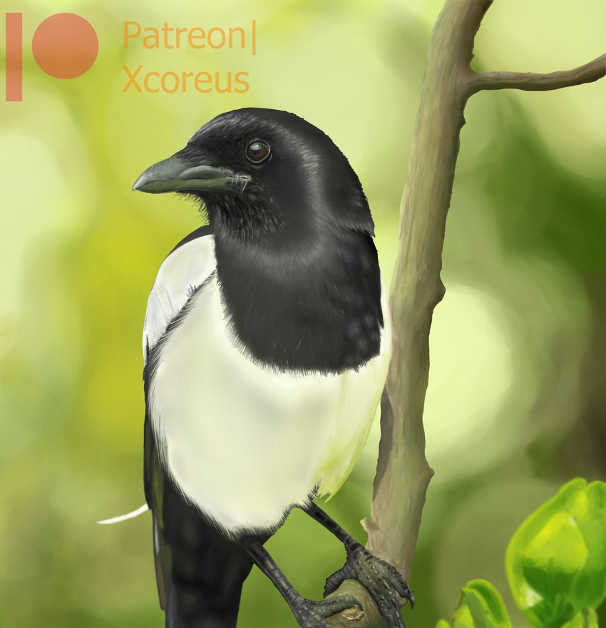 ambiguous_gender beak bird_legs blurred_background branch claws feathers feral fluffy glistening glistening_body glistening_feathers perching photorealism sitting_on_branch solo xcoreus patreon avian bird corvid magpie_(corvid) oscine passerine absurd_res hi_res