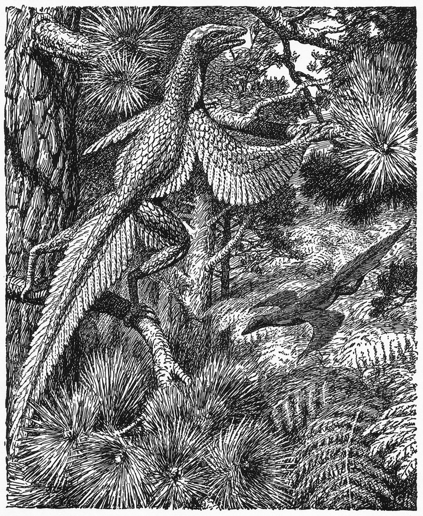 ambiguous_gender climbing_tree duo feathers feral flying forest plant solo_focus tree gerhard_heilmann dinosaur prehistoric_species proavis reptile scalie theropod 1916 20th_century ancient_art biological_illustration monochrome technical_illustration traditional_media_(artwork)