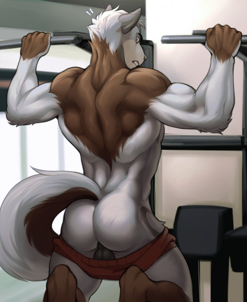 anthro assisted_exposure back_muscles backsack balls biceps bottomwear bottomwear_down butt clothed clothing exercise genitals looking_back male muscular muscular_anthro muscular_male pantsing partially_clothed pull-up_(exercise) rear_view shorts shorts_down solo surprise tail tail_aside wardrobe_malfunction workout dioni5 arcori canid canine canis mammal wolf hi_res