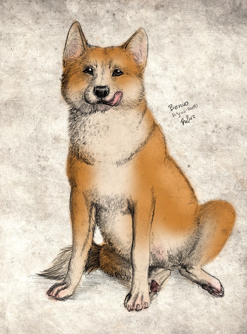 ambiguous_gender black_nose brown_eyes feral fur glistening glistening_eyes licking licking_lips licking_own_lips looking_at_viewer orange_body orange_fur pink_tongue sitting slightly_chubby slightly_chubby_ambiguous slightly_chubby_feral solo tan_body tan_fur tongue rufciu akita akita_inu canid canine canis domestic_dog mammal spitz 2016 dated hi_res signature