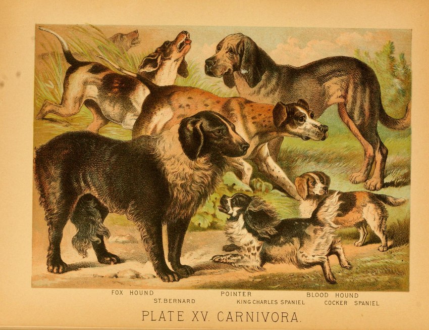 ambiguous_gender feral floppy_ears fur group paws quadruped size_difference tail text tongue tongue_out hugh_craig public_domain bird_dog bloodhound canid canine canis cavalier_king_charles_spaniel cocker_spaniel domestic_dog hunting_dog mammal molosser mountain_dog saint_bernard scent_hound spaniel toy_dog 1897 19th_century ancient_art biological_illustration hi_res technical_illustration traditional_media_(artwork) zoological_illustration