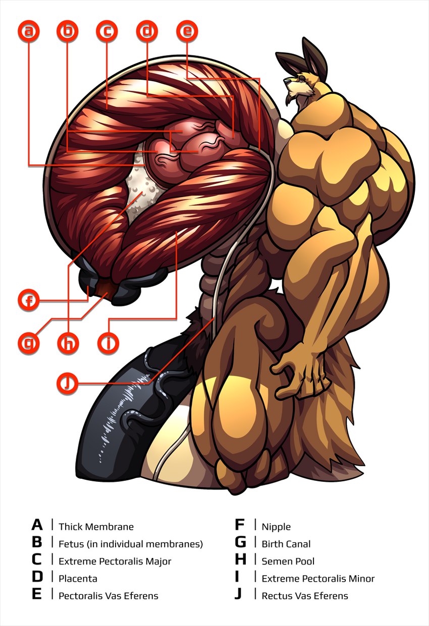 abs anthro balls big_balls big_muscles big_pecs big_penis diagram genitals huge_balls huge_muscles huge_pecs huge_penis hyper hyper_balls hyper_genitalia hyper_muscles hyper_pecs hyper_penis male muscular muscular_anthro muscular_arms muscular_male pecs penis solo text vein x-ray_vision wolfiecanem wolfie_canem canid canine canis hybrid lagomorph leporid mammal rabbit wolf english_text hi_res