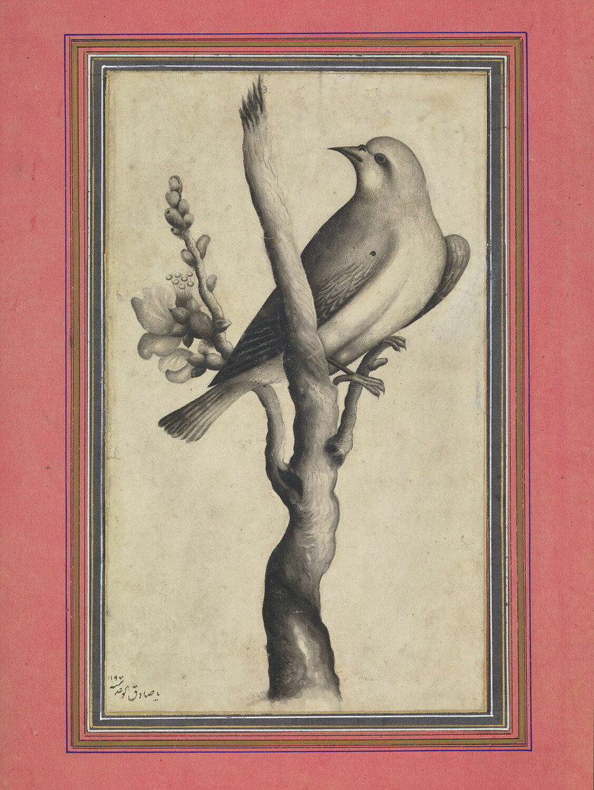 ambiguous_feral ambiguous_gender avian_feet beak biped bipedal_feral branch feathered_wings feathers feral flower looking_back on_branch plant simple_background solo standing tail tail_feathers text three-quarter_view wings mohammad_sadiq_ii avian bird 1782 18th_century ancient_art dated formal_art gouache_(artwork) hi_res mixed_media painting_(artwork) persian_text restricted_palette signature traditional_media_(artwork) traditional_painting_(artwork) traditional_watercolor_(artwork) translated watercolor_(artwork)