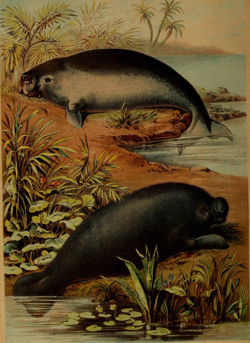 ambiguous_gender duo feral fin lily_pad partially_submerged plant tail tail_fin water hugh_craig public_domain dugong mammal manatee marine sirenian 1897 19th_century absurd_res ancient_art hi_res traditional_media_(artwork)