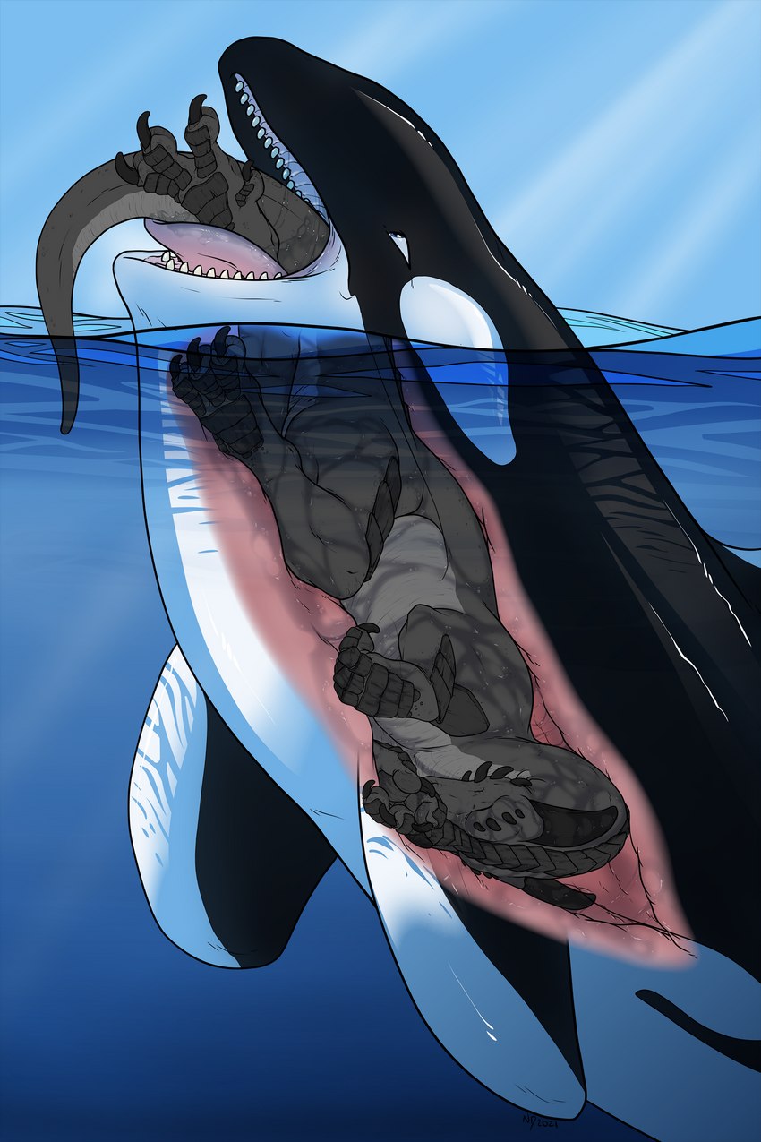 ambiguous_gender anthro anthro_prey black_body black_horn black_skin black_tail duo eyes_closed feral feral_pred fin grey_body grey_scales grey_skin head_first horn internal male male_prey multicolored_body neck_bulge open_mouth oral_vore partially_inside questionable_consent scales sea sharp_teeth swallowing tail teeth tongue two_tone_body underwater vore water white_body white_skin necrodrone mythology cetacean dolphin dragon mammal marine mythological_creature mythological_scalie oceanic_dolphin orca scalie toothed_whale absurd_res hi_res