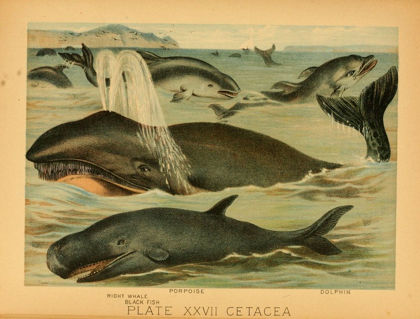 ambiguous_gender baleen dorsal_fin feral fin group partially_submerged tail tail_fin text water hugh_craig public_domain avian baleen_whale bird cetacean dolphin mammal marine porpoise right_whale toothed_whale whale 1897 19th_century ancient_art biological_illustration hi_res technical_illustration traditional_media_(artwork) zoological_illustration