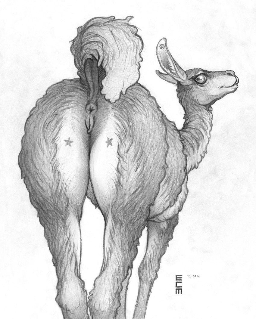 anatomically_correct anatomically_correct_genitalia anatomically_correct_pussy animal_genitalia animal_pussy anus butt butt_tattoo camelid_pussy dock_(anatomy) female feral genitals horizontal_pupils inner_ear_fluff looking_at_viewer looking_back presenting presenting_anus presenting_hindquarters presenting_pussy puffy_anus pupils pussy raised_tail simple_background solo standing star tail tail_anus tattoo tuft white_background ecmajor camelid llama mammal 2023 graphite_(artwork) hi_res monochrome signature traditional_media_(artwork)