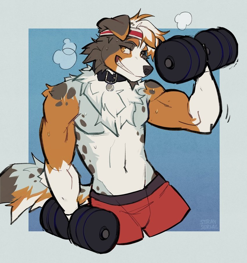 anthro biceps bodily_fluids clothed clothing collar exercise male muscular muscular_male seductive solo sweat topless weights workout strayserval australian_shepherd canid canine canis domestic_dog herding_dog mammal pastoral_dog sheepdog 2024