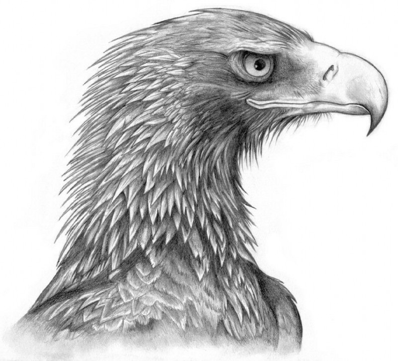 ambiguous_gender beak feathers feral simple_background solo black-charizard accipitrid accipitriform avian bird eagle true_eagle wedge-tailed_eagle 2005 graphite_(artwork) monochrome traditional_media_(artwork)