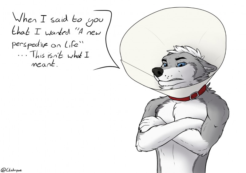 5_fingers anthro collar cone_of_shame crossed_arms fingers frown fur grey_body grey_fur hair male medical_instrument red_collar scientific_instrument solo text white_body white_fur ctahrpoe canid canine canis mammal wolf 2019 digital_media_(artwork) english_text hi_res meme