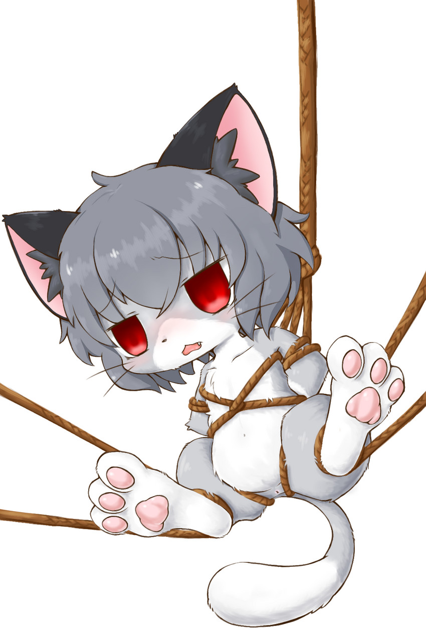 animal_ear_fluff anus bdsm blush bondage bound female feral grey_body pawpads red_eyes restraints rope rope_bondage simple_background solo whiskers white_background young gingitsune_(artist) cookie_(touhou) touhou nazrin nyon_(cookie) domestic_cat felid feline felis mammal hi_res