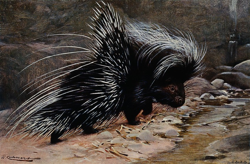 ambiguous_gender feral multicolored_body outside photorealism quadruped quills_(anatomy) rock solo water whiskers friedrich_wilhelm_kuhnert mammal porcupine rodent absurd_res ancient_art hi_res lithograph_(artwork) signature traditional_media_(artwork)