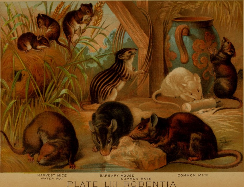 ambiguous_gender claws countershade_fur countershade_torso countershading feral fur group paws plant quadruped tail text whiskers hugh_craig public_domain barbary_striped_grass_mouse harvest_mouse mammal murid murine rodent striped_grass_mouse water_rat 1897 19th_century ancient_art english_text hi_res traditional_media_(artwork)